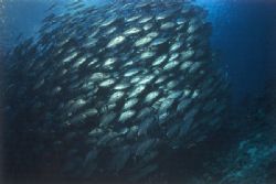 splendid school of jacks swimming on surface in Sipadan M... by Viora Alessio 